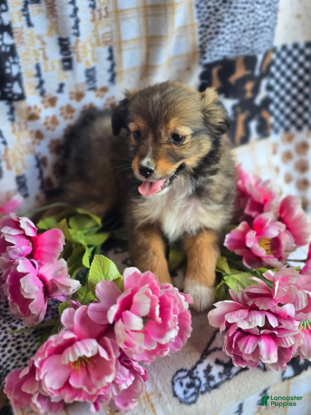 Mixed Breed dogs for sale: Mixed Breed 3 - Ad 2