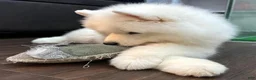 Samoyed dogs for sale: Loki - Ad 5