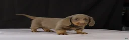 Dachshund dogs for sale: Max - Ad 8