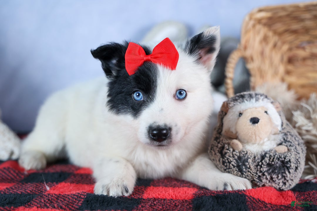 Mixed Breed dogs for sale: DAKOTA - Ad 12