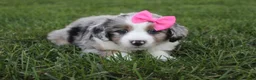 Mini Aussiedoodle dogs for sale: Kylie 🎀 - Ad 8