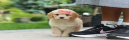 Cavapoo dogs for sale: Dolly - Ad 4
