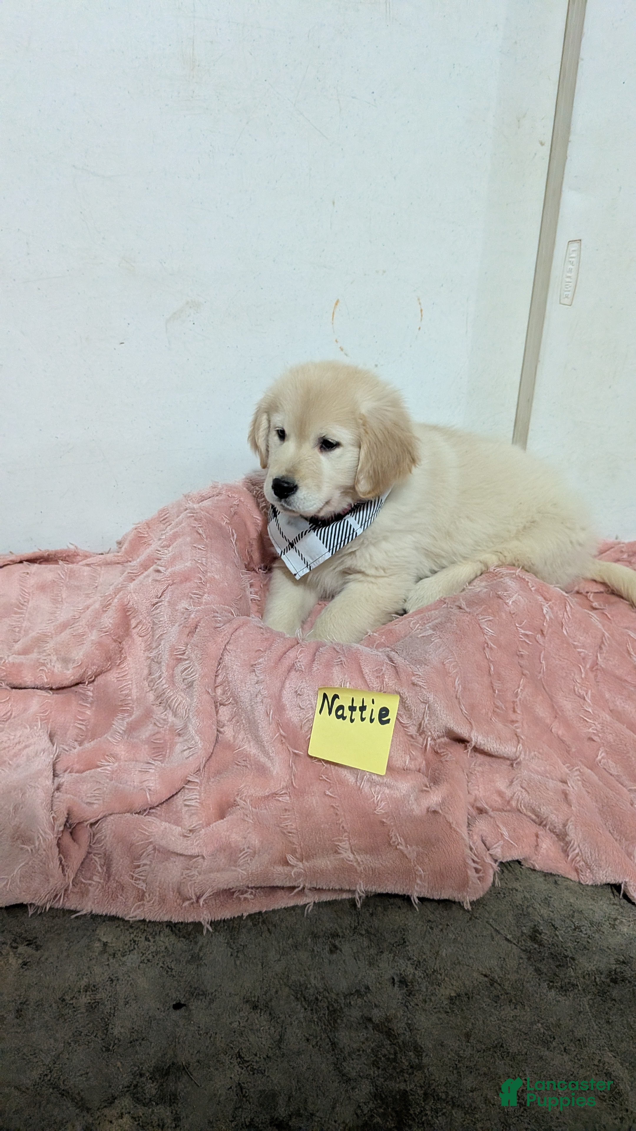 Golden Retriever dogs Nattie - Ad 20