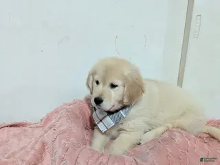 Golden Retriever dogs Nattie - Ad 20