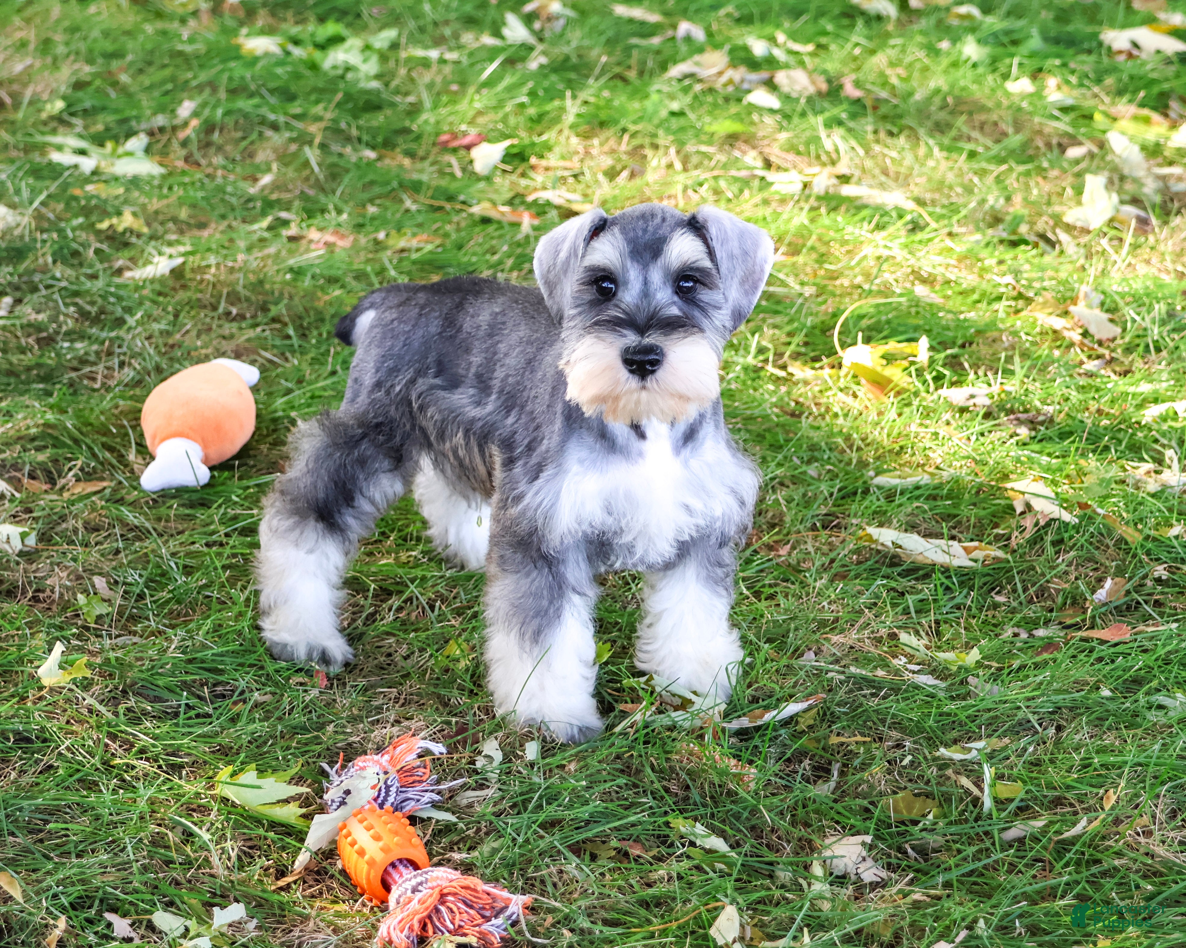 Miniature Schnauzer dogs for sale: Roosevelt - Ad 1