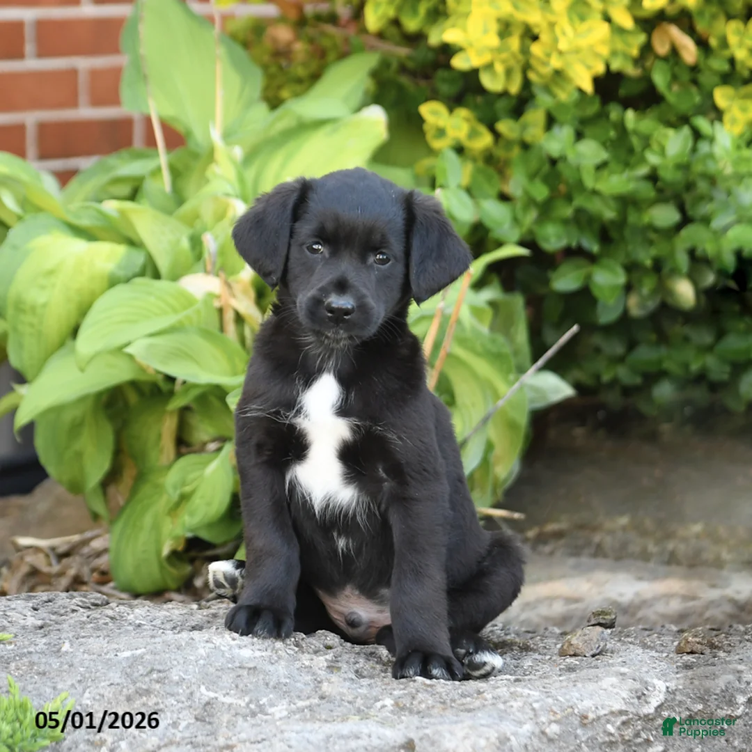 Mixed Breed dogs for sale: Lonnie - Ad 1