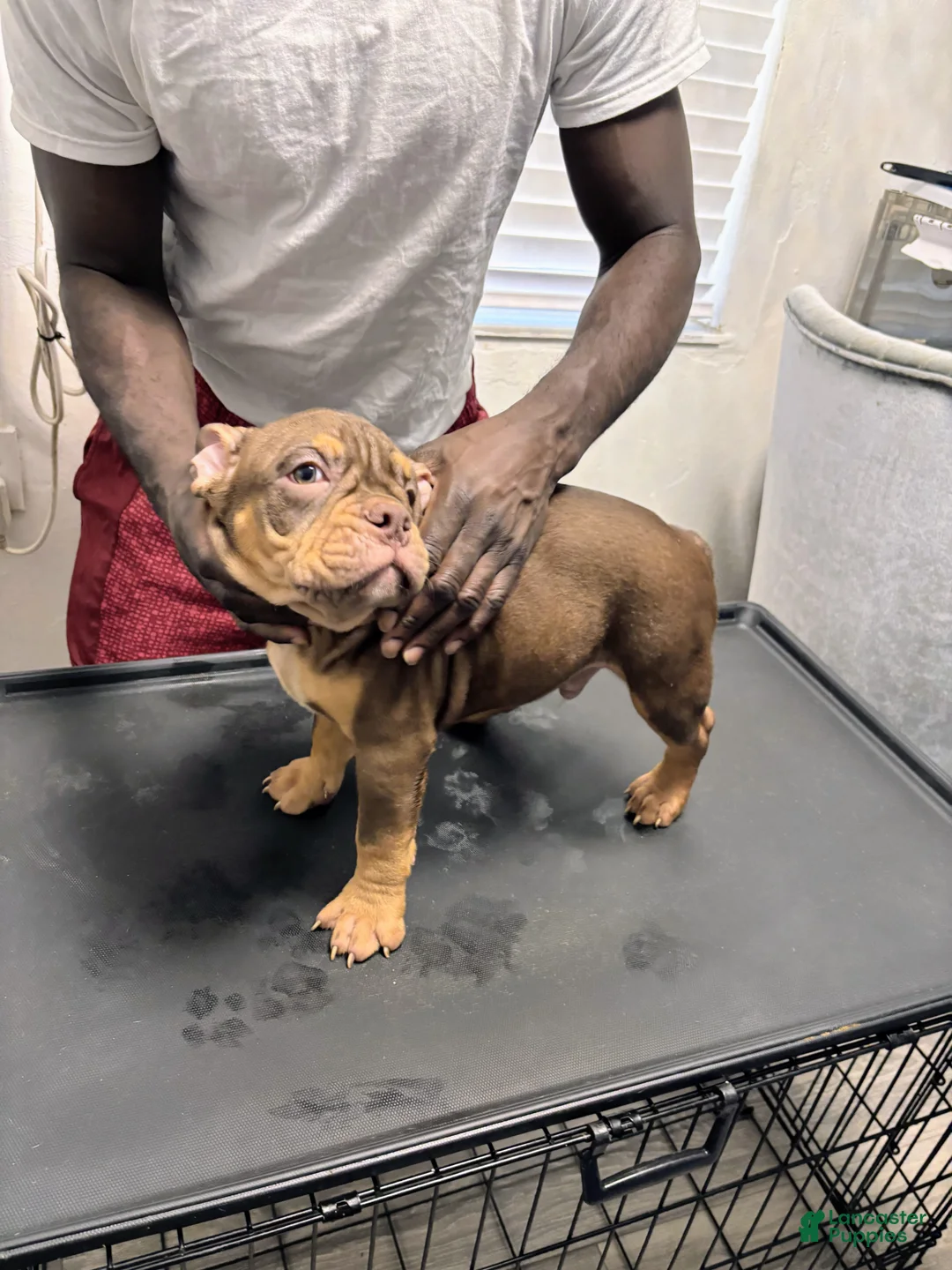 American Bully dogs for sale: BJ - Ad 1