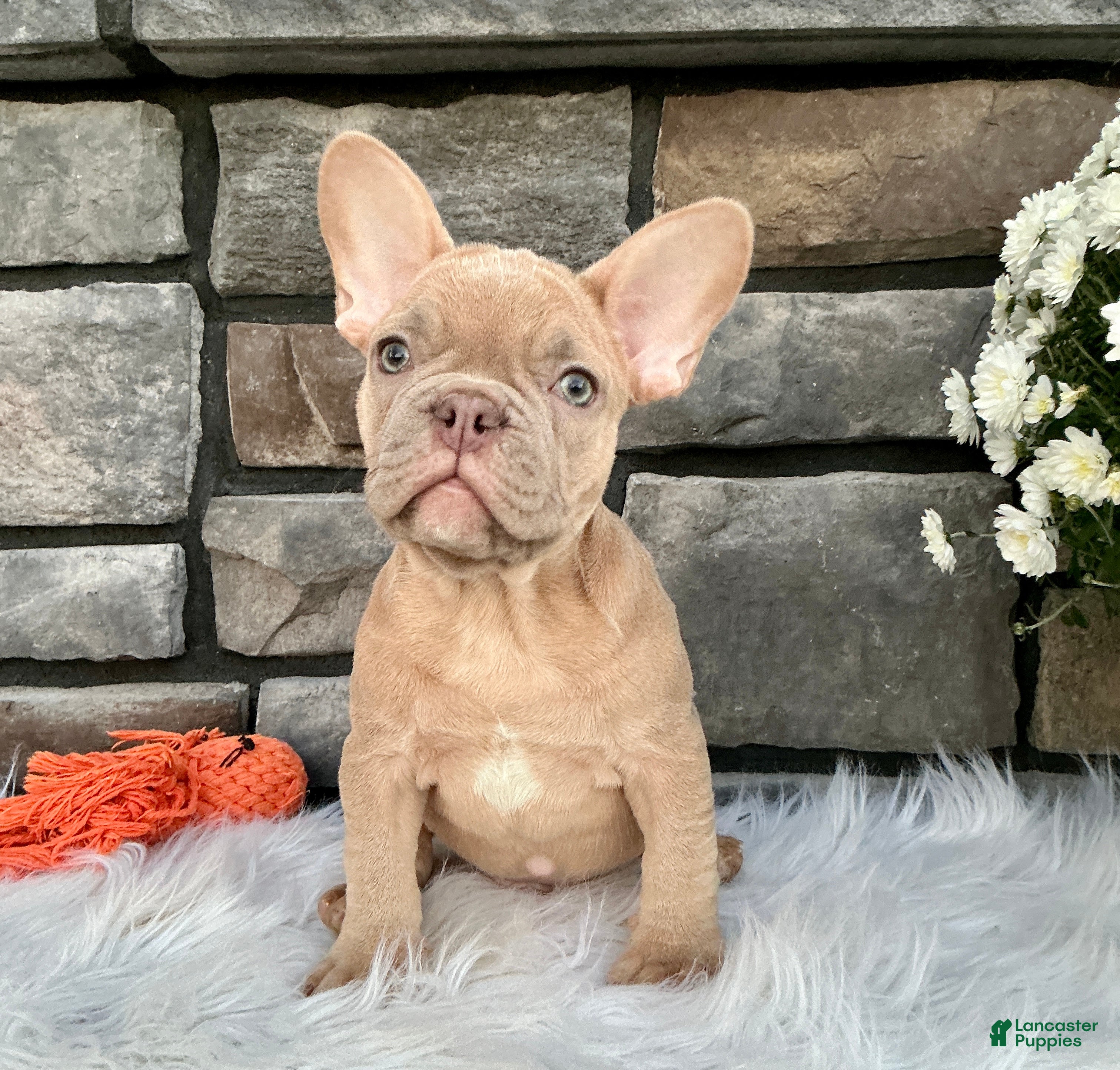 French Bulldog dogs Duke - Ad 1
