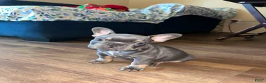 French Bulldog Puppy 1