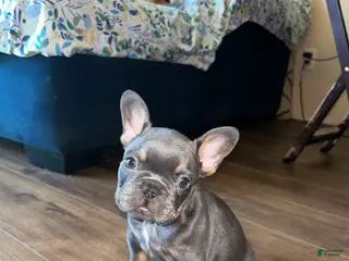 French Bulldog dogs French Bulldog Puppy 1 - Ad 27