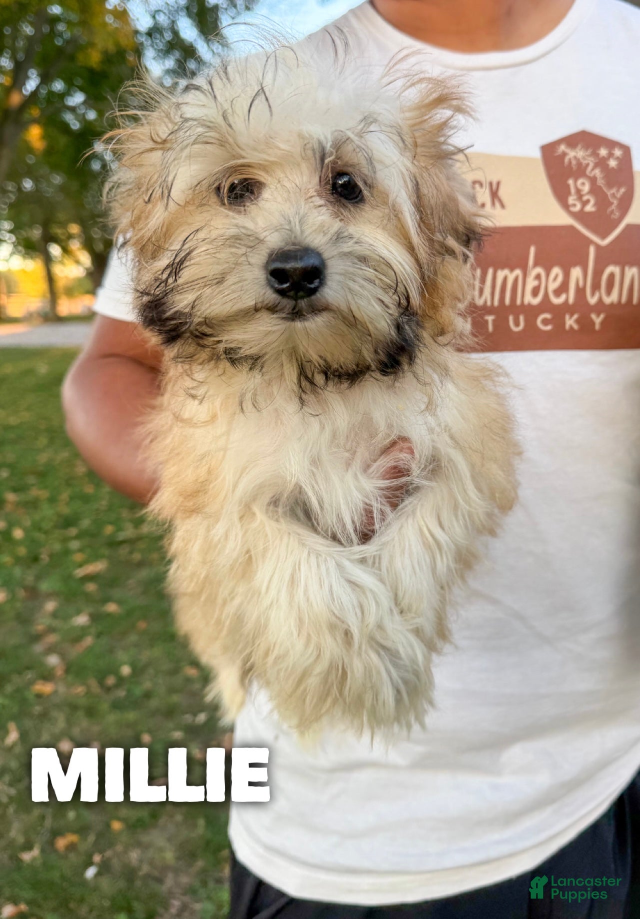 Mixed Breed dogs Millie - Ad 39