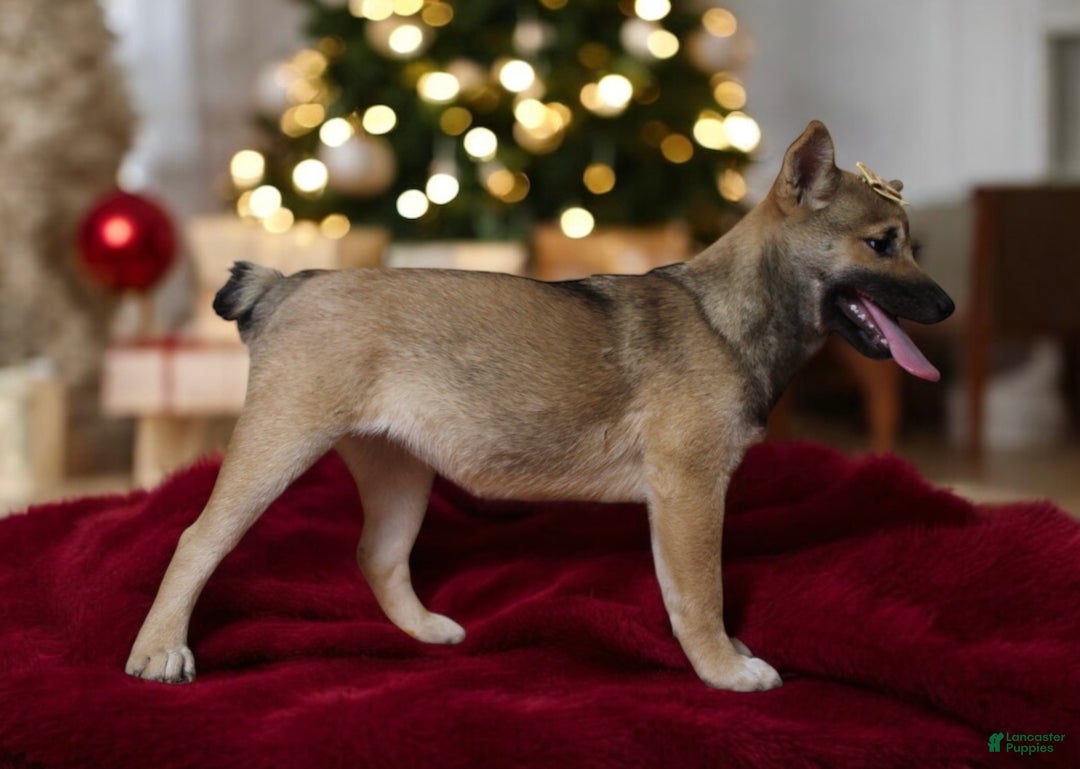 Shiba Inu dogs for sale: Janey - Ad 8