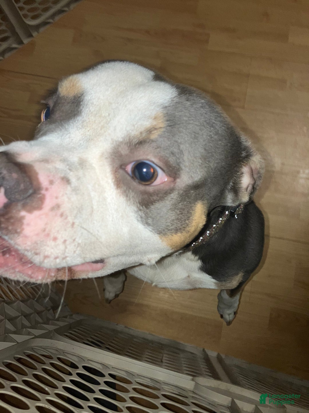 American Bully dogs for stud: Emerson - Ad 1