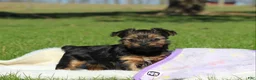 Yorkshire Terrier dogs for sale: Raven - Ad 11