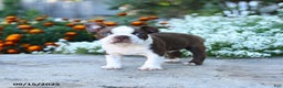 Boston Terrier dogs for sale: Banjo - Ad 6