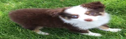 Toy Australian Shepherd dogs for sale: Copper red-tri 1 blue eye/ 1 hazel eye - Ad 2