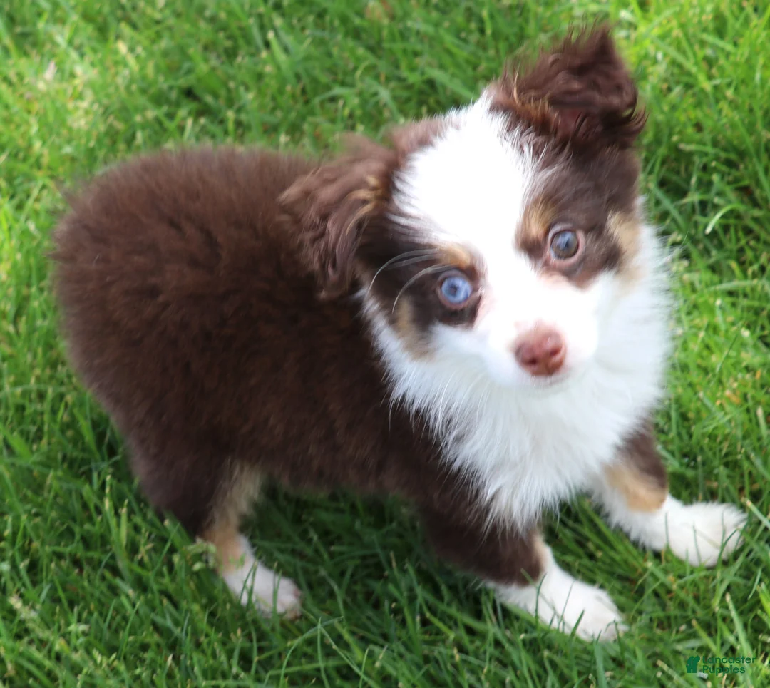 Toy Australian Shepherd dogs for sale: Copper red-tri 1 blue eye/ 1 hazel eye - Ad 2
