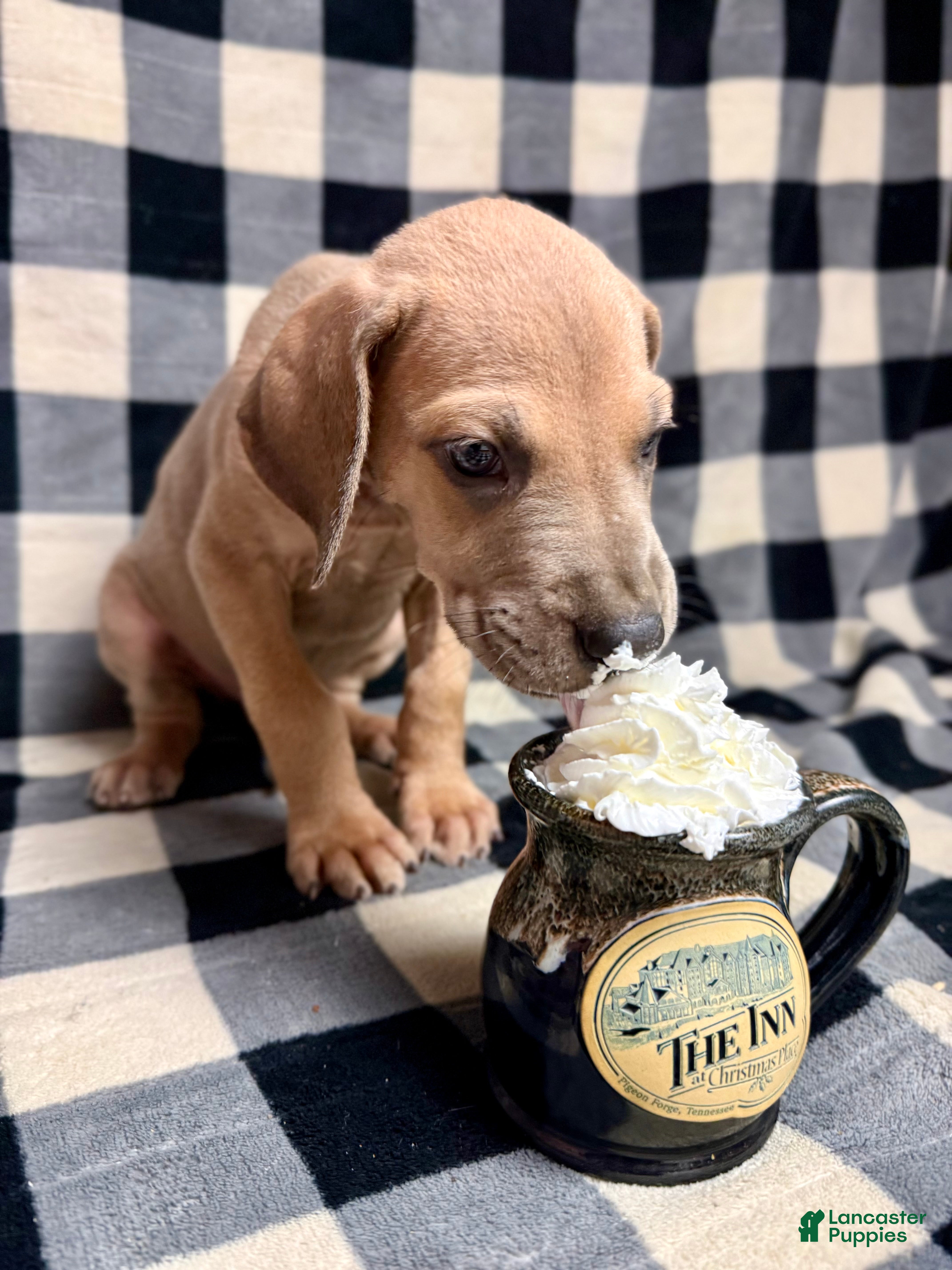 Great Dane dogs Blue fawn (Heavy Euro) - Ad 22