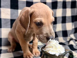 Great Dane dogs Blue fawn (Heavy Euro) - Ad 22