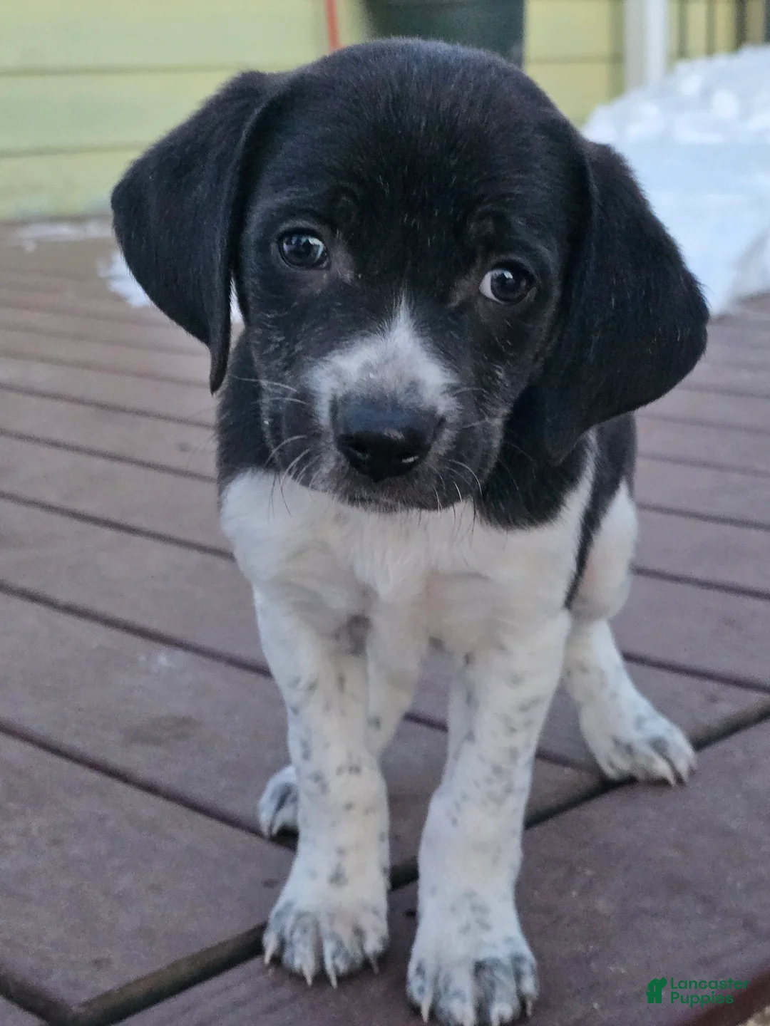 Other breed dogs for sale: Snuggles - Ad 1