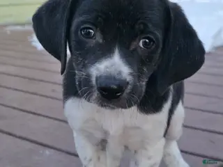 Other breed dogs Snuggles - Ad 11