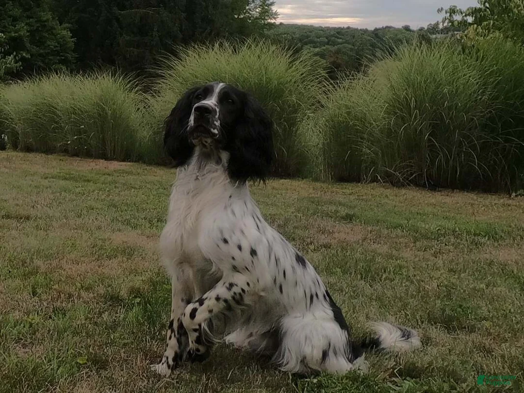 English Springer Spaniel dogs for sale: Drake - Ad 7