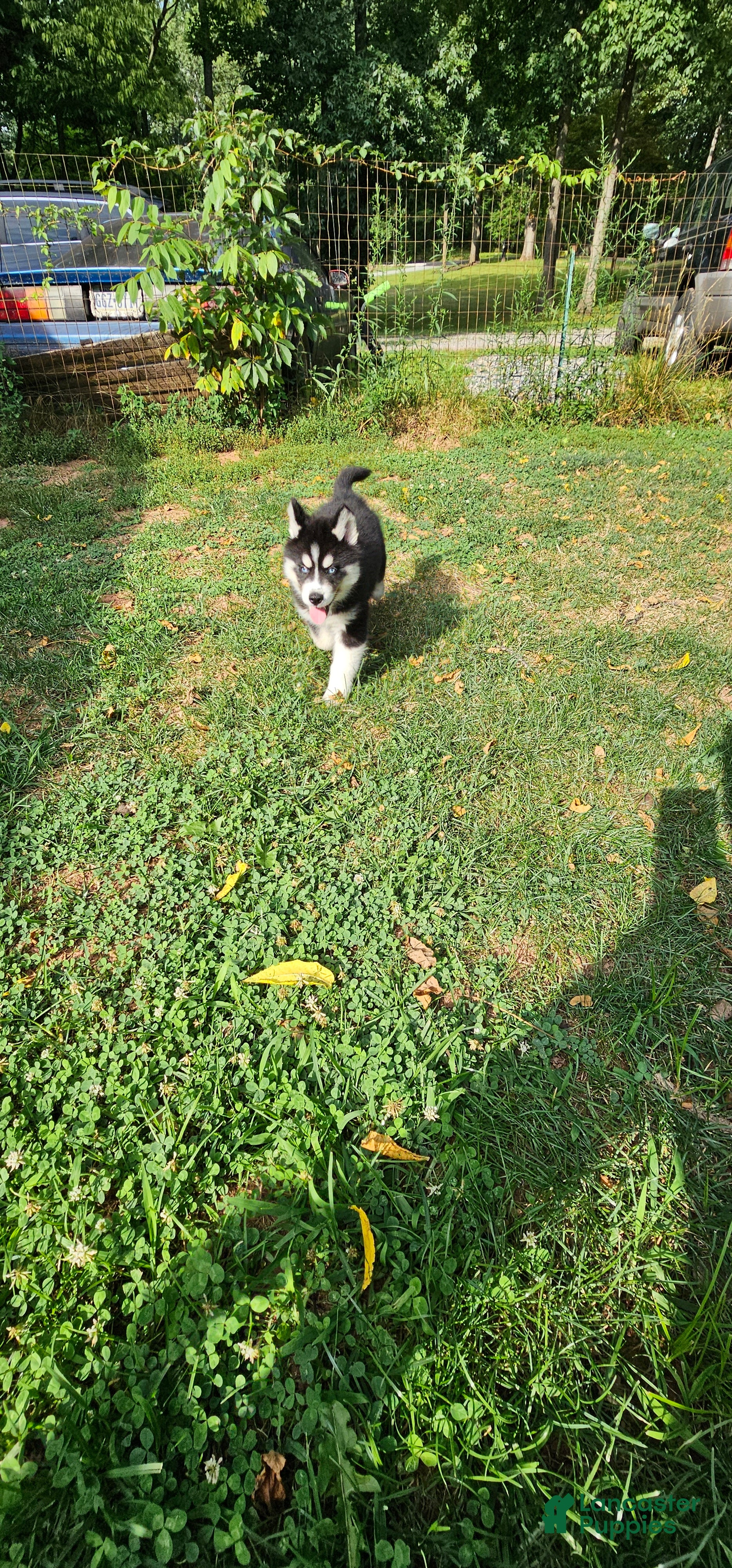 Siberian Husky dogs Storm - Ad 29