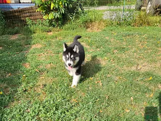 Siberian Husky dogs Storm - Ad 29