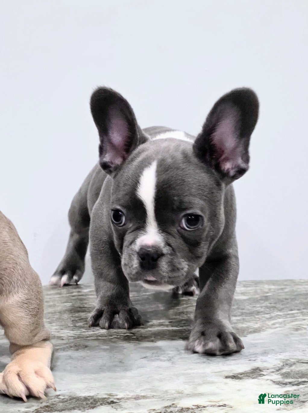 French Bulldog dogs Bluey - Ad 2