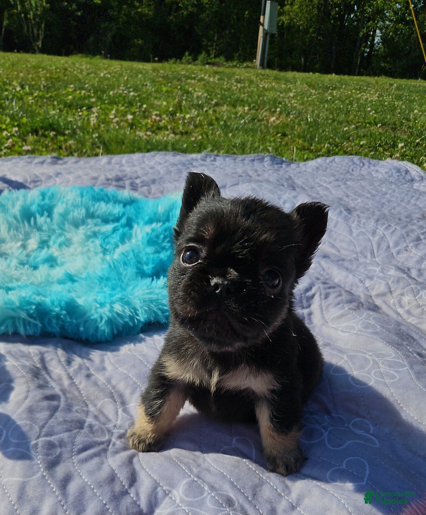 French Bulldog dogs French Bulldog Puppy 2 - Ad 2