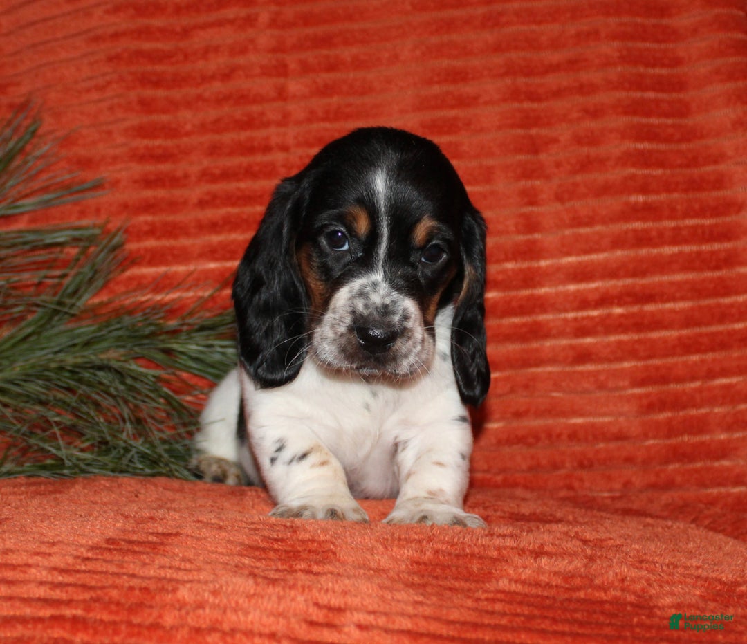 Basset Hound dogs for sale: Suzie - Ad 3
