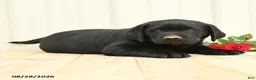 Labrador Retriever dogs for sale: Nicky - Ad 5