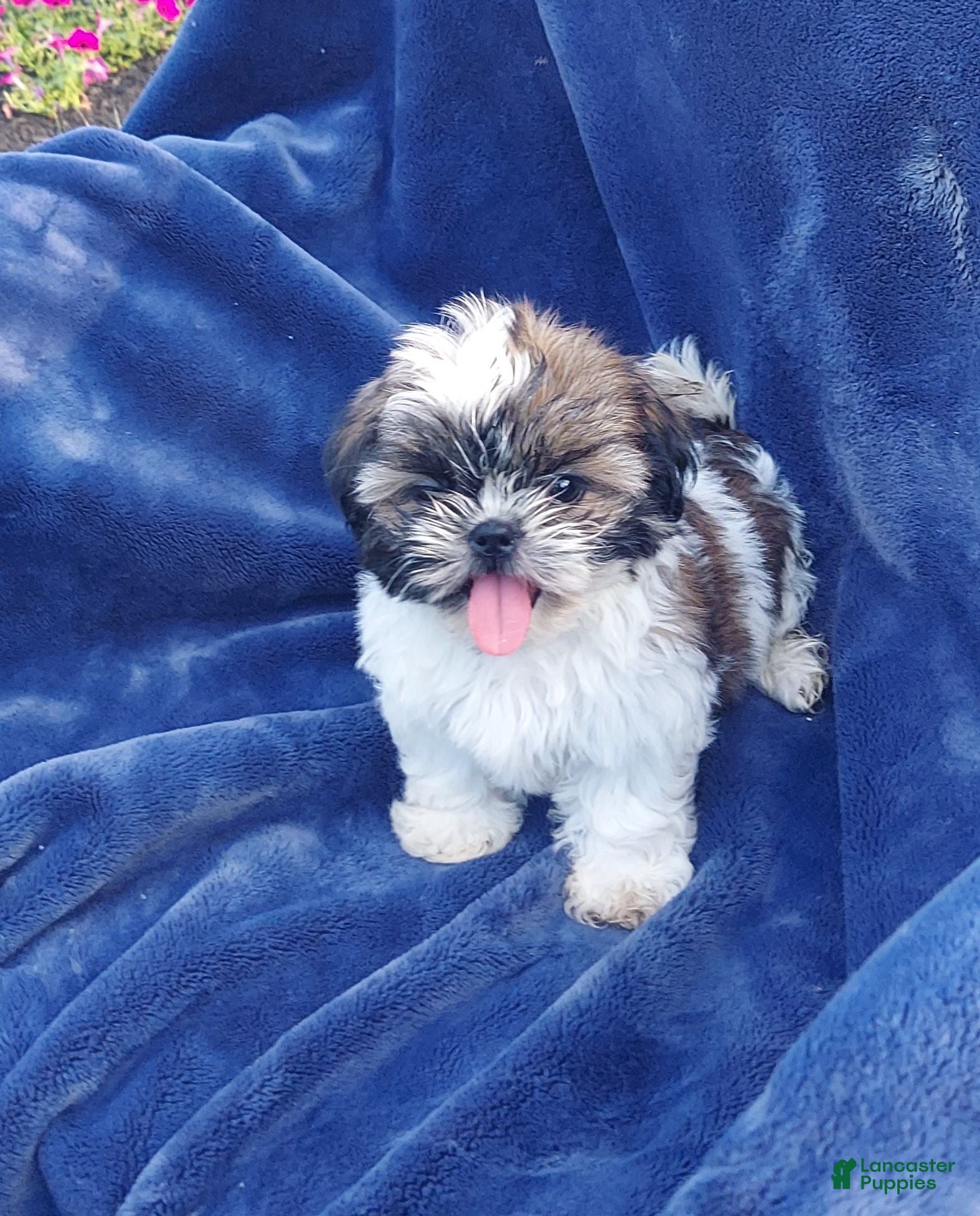 Shih Tzu dogs WILMA - Ad 1
