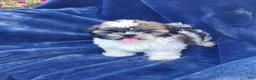 Shih Tzu dogs for sale: WILMA - Ad 1