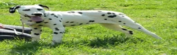 Dalmatian dogs for sale: Selene - Ad 1
