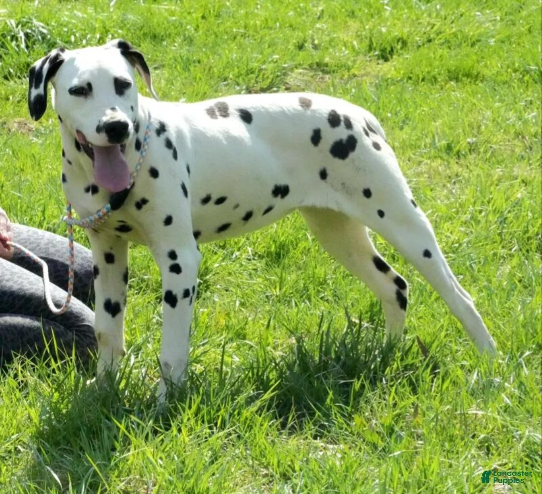 Dalmatian dogs for sale: Selene - Ad 1