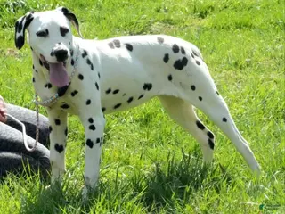 Dalmatian dogs Selene - Ad 15