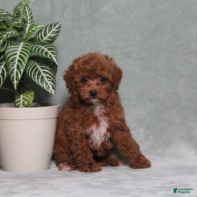 Miniature Poodle dogs Zprinkles - Ad 1