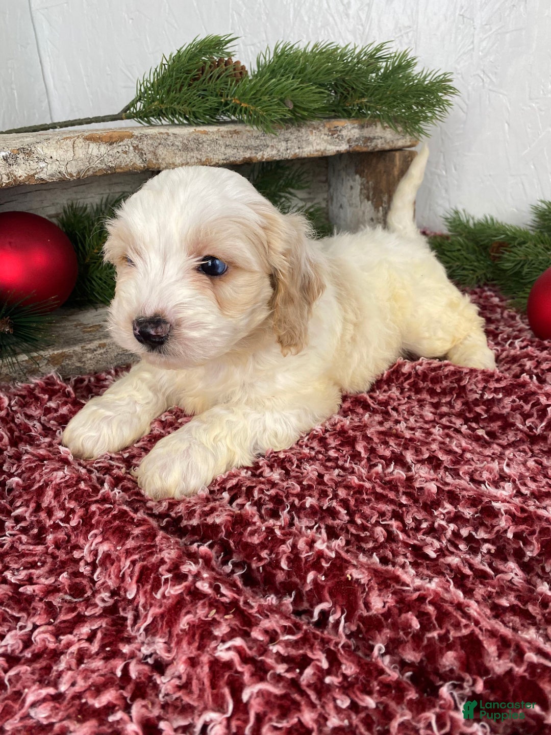 Cockapoo dogs for sale: Milo - Ad 7