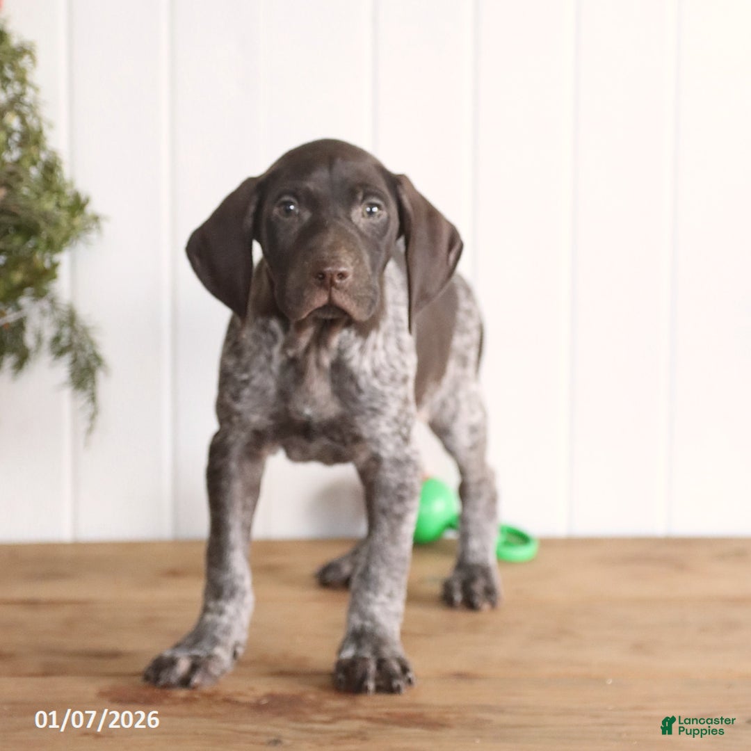 German Shorthaired Pointer dogs for sale: Gabe - Ad 3