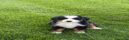 Bernese Mountain Dog dogs for sale: Tulip - Ad 10