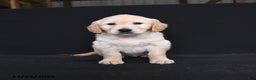 Golden Retriever dogs for sale: River  - Ad 2