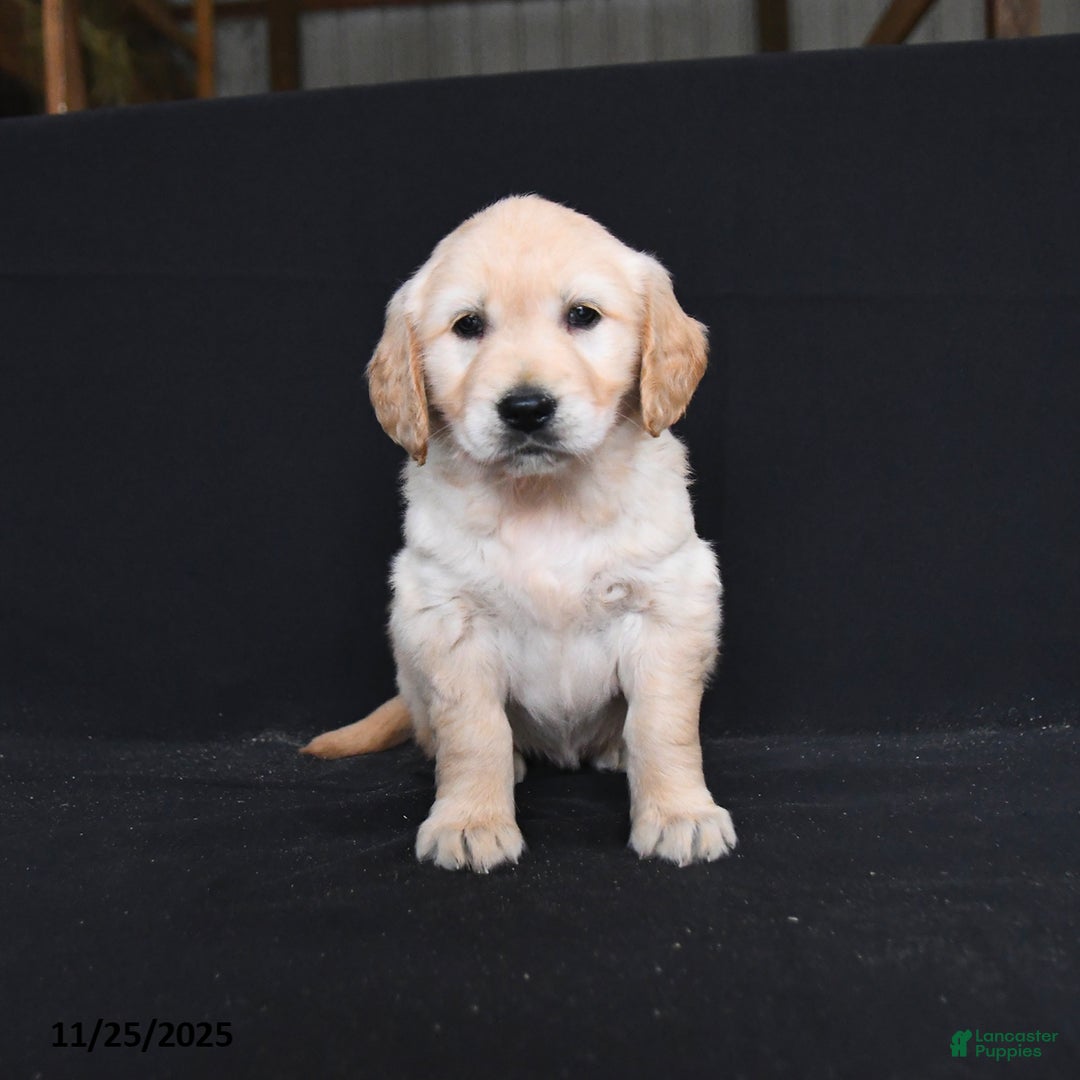 Golden Retriever dogs for sale: River  - Ad 2