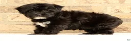 Yochon dogs for sale: Oreo - Ad 5