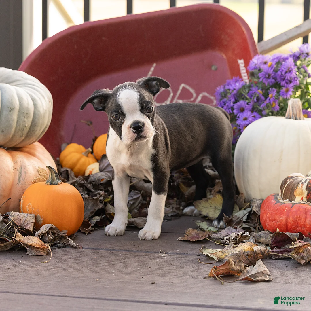 Boston Terrier dogs for sale: Jillian Boston Terrier  - Ad 1