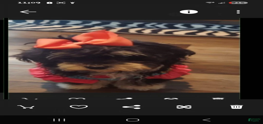 Gallery Image {{count}}