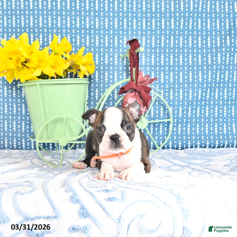Boston Terrier dogs Paulas  - Ad 2