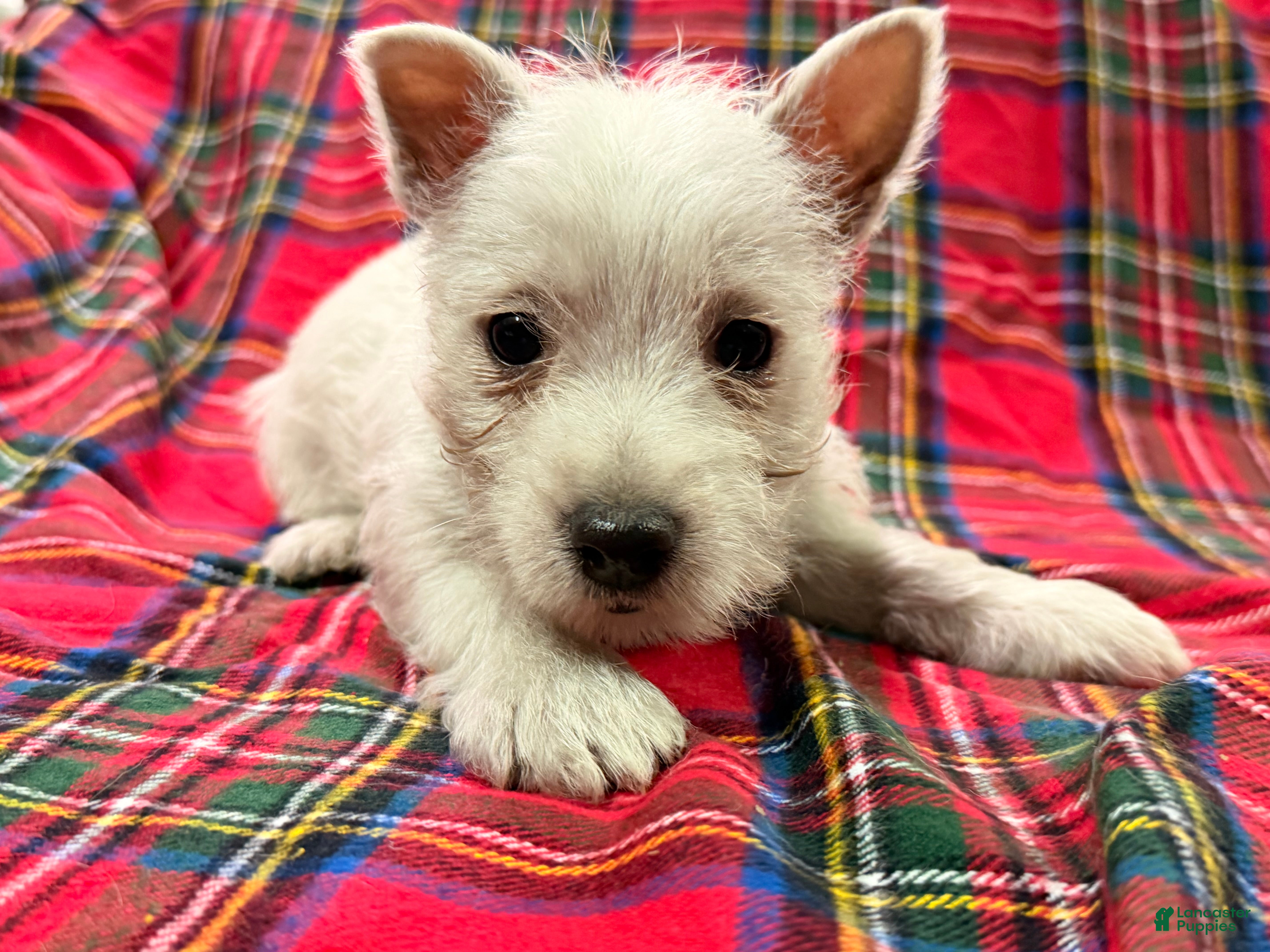West Highland Terrier dogs for sale: Adysson - Ad 3