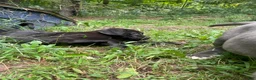 Cane Corso dogs for sale:  Mila - Ad 6