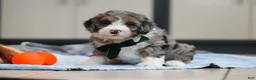 Mini Bernedoodle dogs for sale: Parker - Ad 9